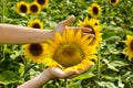 Field of sunflowers under bright sun Royalty Free Stock Photo